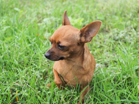 Nice specimen of brown chihuahua that sitting among the blades of grass.