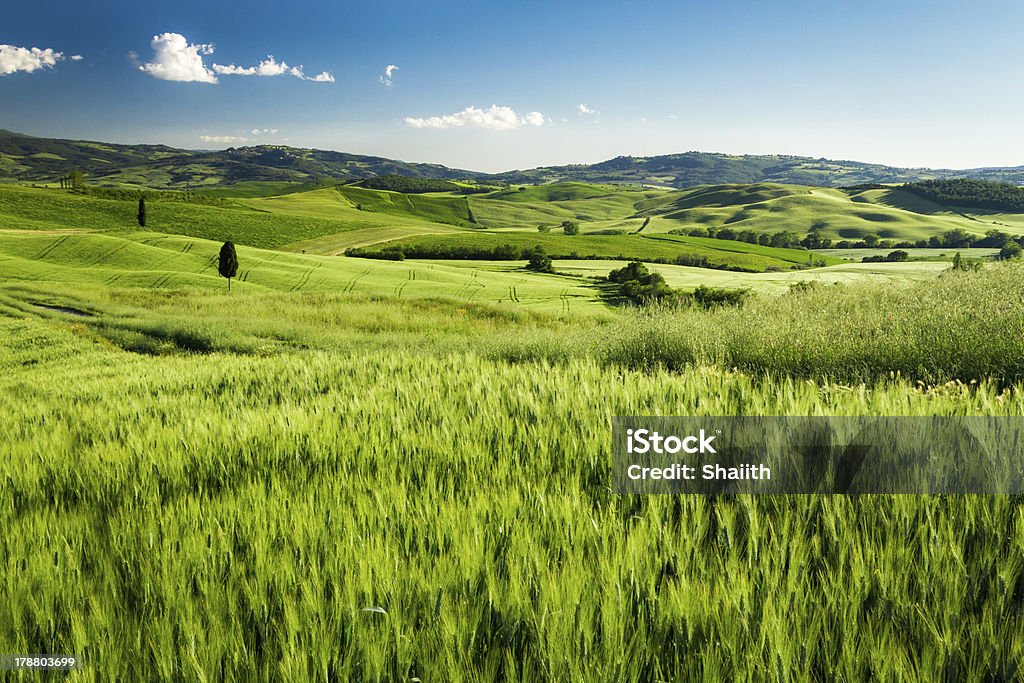グリーンフィールドの小麦のトスカーナ、イタリア - なだらかな起伏のある地形のロイヤリティフリーストックフォト