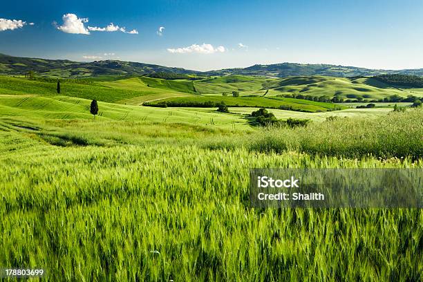 Зеленые Поля Пшеницы В Тоскане Италия — стоковые фотографии и другие картинки Без людей - Без людей, Валь д'Орча, Весна