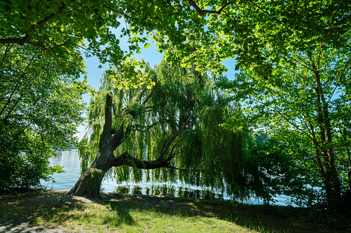 Old willow tree in morning light at 