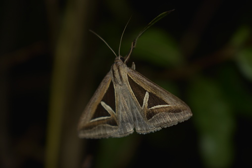 Butterfly - moth collection, Nocturnal creatures at night. multiple images.