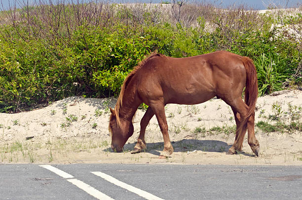 Wild horse grazing sparse grass between parking lot and dune Assateague Island National Seashore in eastern Maryland eastern shore sand sand dune beach stock pictures, royalty-free photos & images