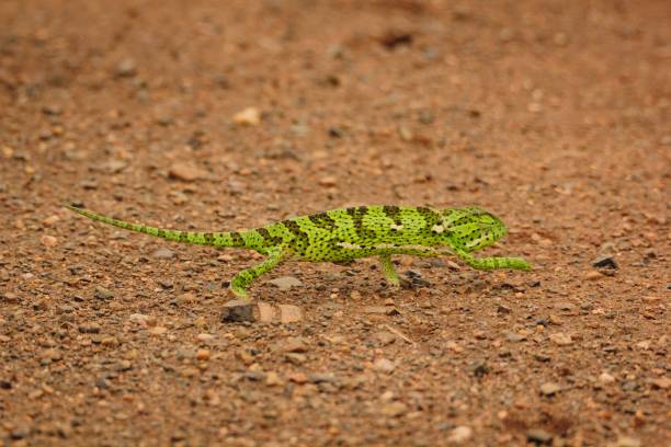 istock a little green lizard walking on the dirt floor, it has two eyes on the 1788040569