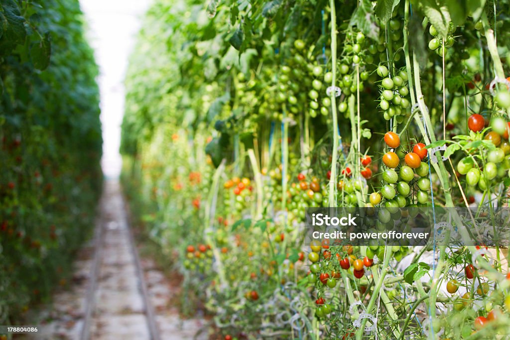 Hydroponic помидор растений в теплице - Стоковые фото Без людей роялти-фри