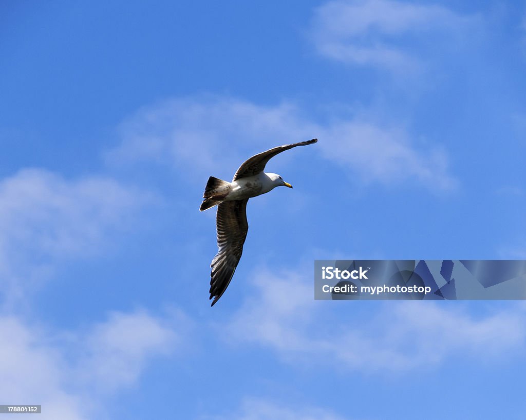 Bird flying high Bird flying high in blue skyies Animal Body Part Stock Photo