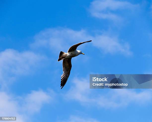 Bird Flying High Stock Photo - Download Image Now - Animal Body Part, Animal Wildlife, Animals In The Wild