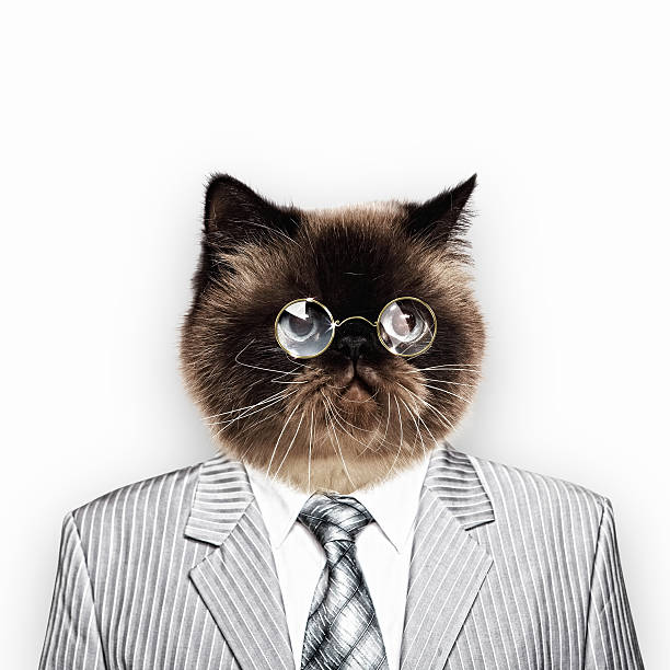 istock Funny fluffy cat in a business suit 178804274