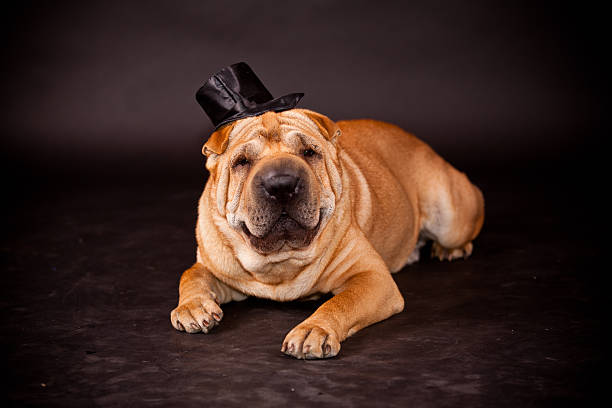 sharpei 犬・ウェアリングストーブパイプ - stovepipe hat ストックフォトと画像