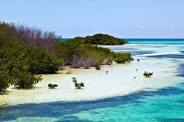 istock beautiful scenic beaches and clear water with palmes 178804844