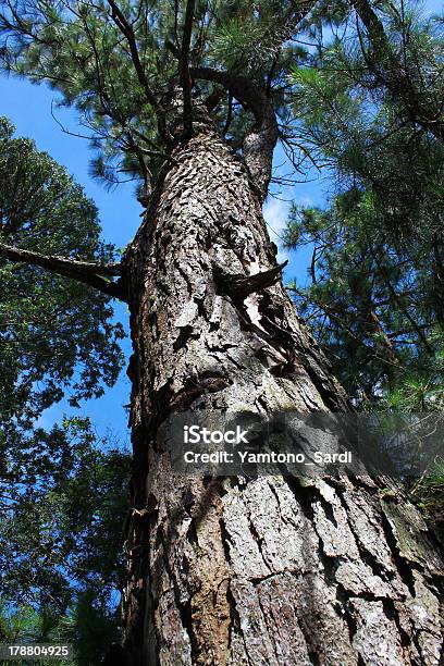 Stare Drzewo - zdjęcia stockowe i więcej obrazów Bajka - Bajka, Barwne tło, Buk - drzewo