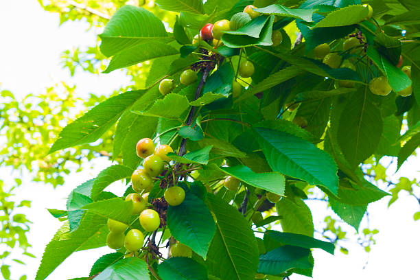 Cerisier Tree - Photo