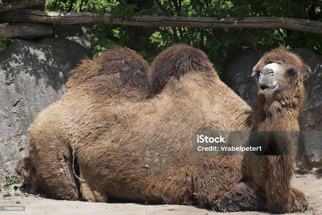 Chameau de Bactriane (Camelus bactrianus) - Photo de Animaux en captivité libre de droits