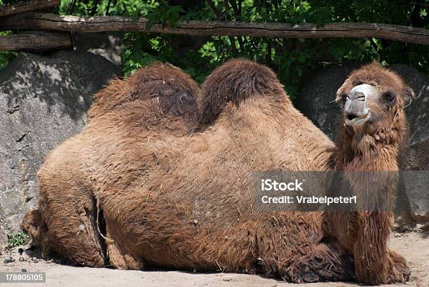 Photo libre de droit de Chameau De Bactriane banque d'images et plus d'images libres de droit de Animaux en captivité - Animaux en captivité, Chameau, Chameau de Bactriane