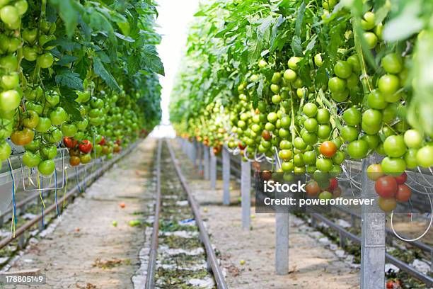 Tomate Hydroponic Plantas En Greenhouse Foto de stock y más banco de imágenes de Agricultura - Agricultura, Alimento, Arreglo