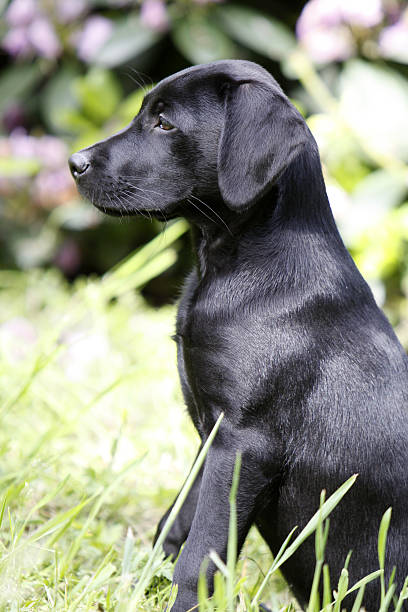 istock Black Labrador Retriever puppy 178806255