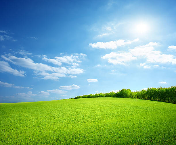 istock Field of green grass 178806293