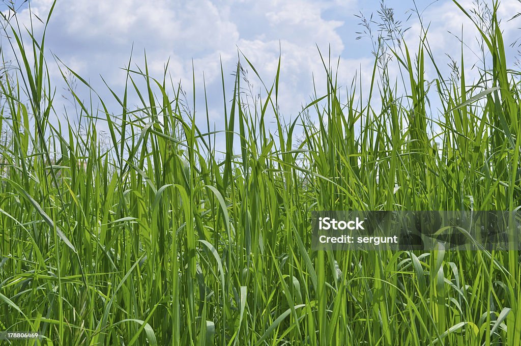 緑の芝生、ブルースカイ - バイタリティのロイヤリティフリーストックフォト