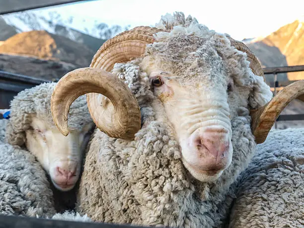 Close up of a Merino Ram in the South island of New Zealand