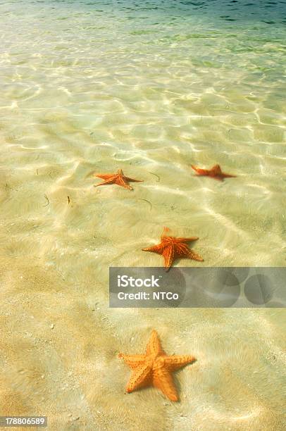Бокасдельторо — стоковые фотографии и другие картинки Морская звезда - Морская звезда, Панама - Центральная Америка, Пляж