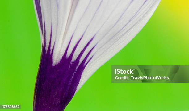 Krokus Blüte Stockfoto und mehr Bilder von Abstrakt - Abstrakt, Bildhintergrund, Blume