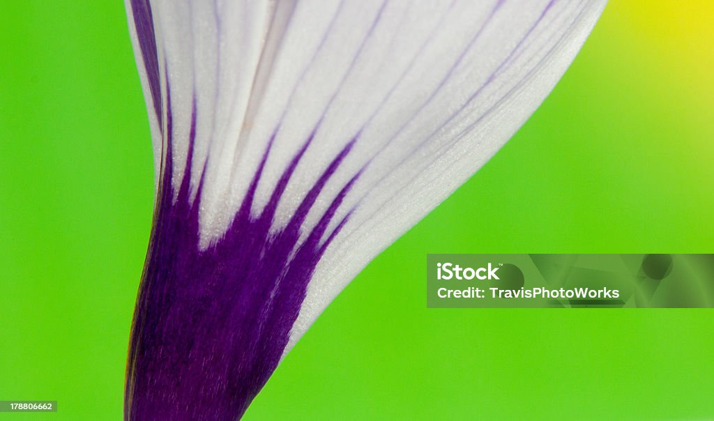 Fleur Crocus - Photo de Abstrait libre de droits
