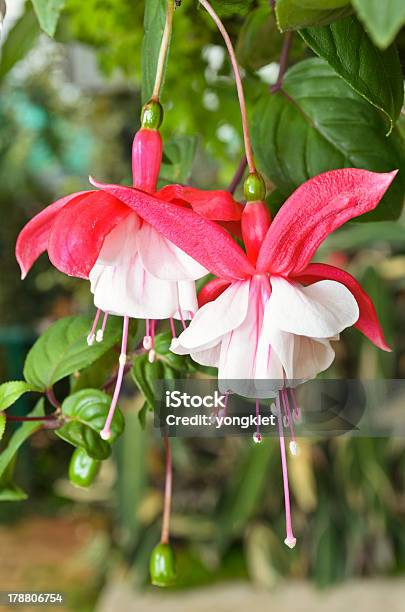 Ladys Eardrops Stock Photo - Download Image Now - Beauty In Nature, Blossom, Botany