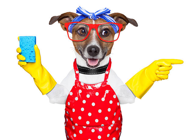 istock housewife dog 178806862