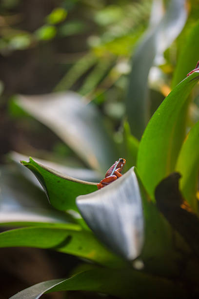 poisoned arrow frog poisoned arrow frog red amphibian frog animals in the wild stock pictures, royalty-free photos & images