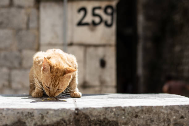 istock A cat in the street 1788071534