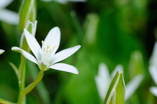 istock White Ornithogalum (Grass Lily) on Flower Bed 178807508