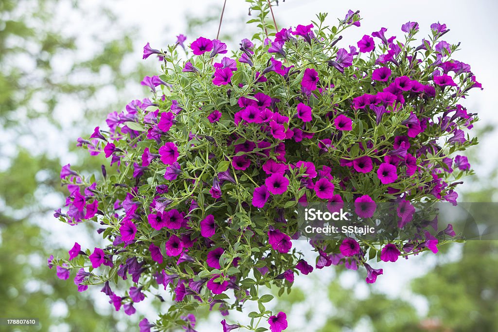 Beautiful petunia flower Outside basket filled with vibrant pink petunias Hanging Basket Stock Photo