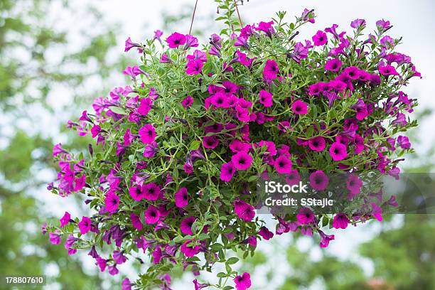 Beautiful Petunia Flower Stock Photo - Download Image Now - Hanging Basket, Basket, Beauty In Nature
