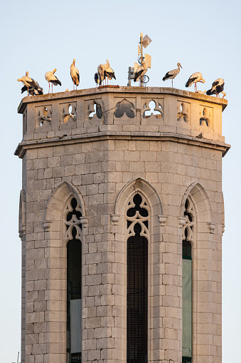 Witness the majestic beauty of a group of storks as they soar through the sky in perfect harmony. Experience the grace and unity of these sky guardians in flight.