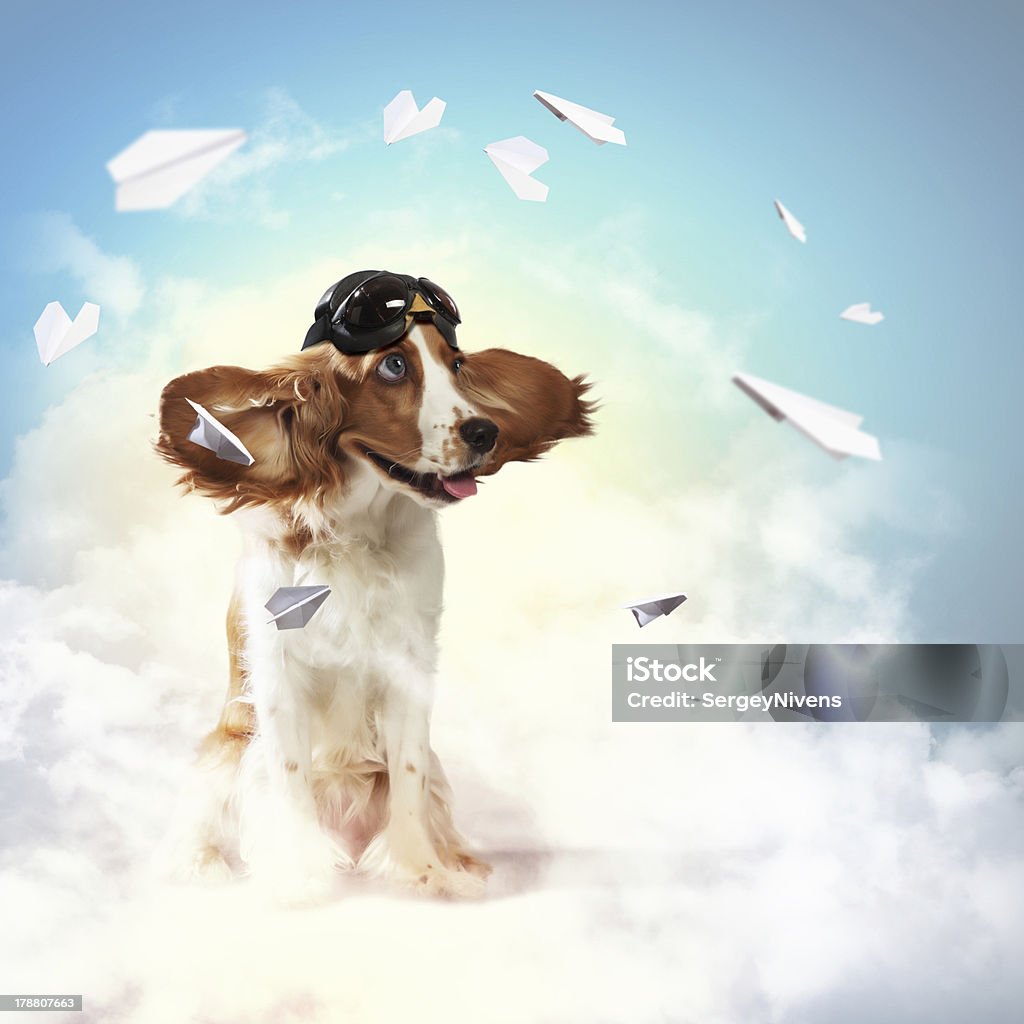 Dog-aviator wearing a helmet pilot. Collage A dog wearing a helmet pilot. Dreams of the sky. Funny Collage Animal Stock Photo