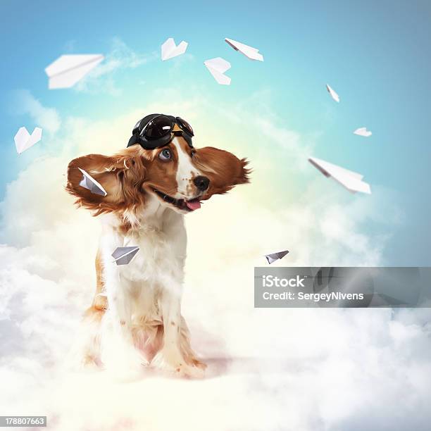 Dogaviator Wearing A Helmet Pilot Collage Stock Photo - Download Image Now - Animal, Animals Hunting, Blank Expression