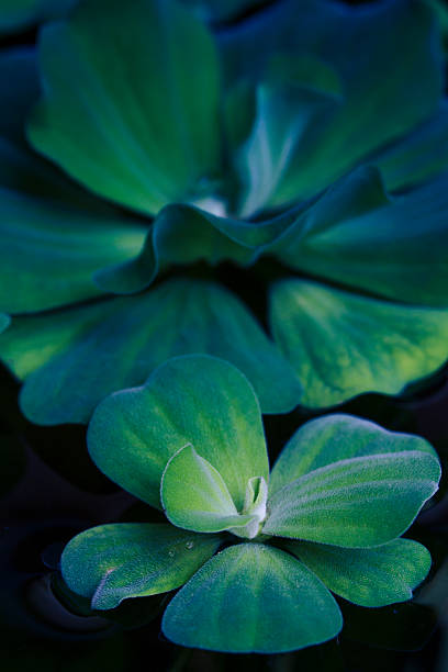 グリーンキャベツ（Pistia Araceae に浮かぶ池） ストックフォト