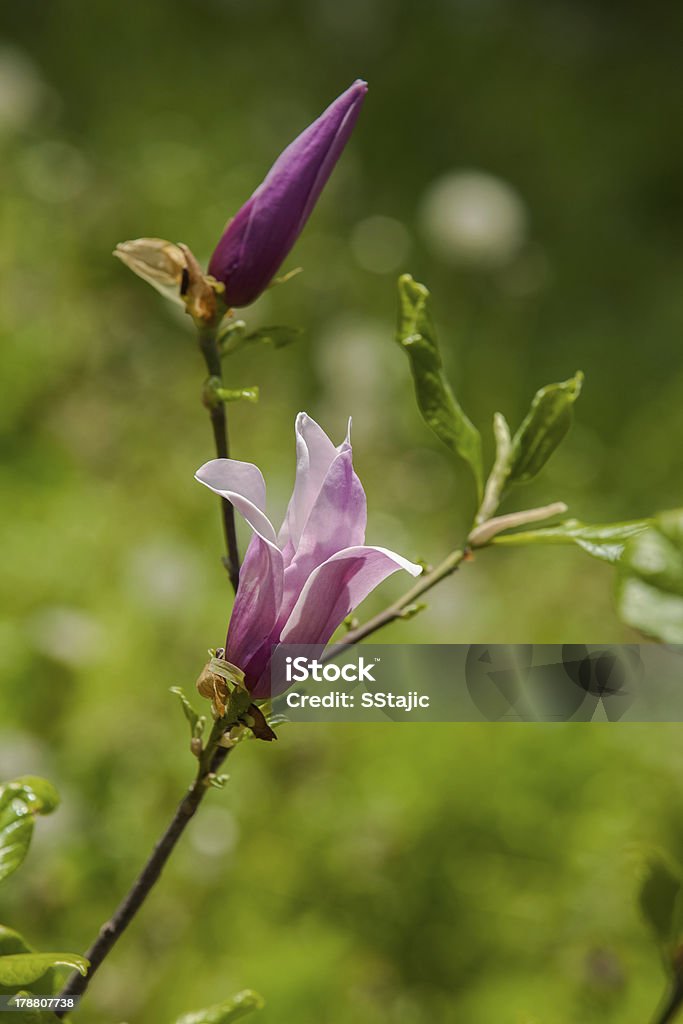 Fioritura primaverile di un albero di Magnolia - Foto stock royalty-free di Ambientazione esterna