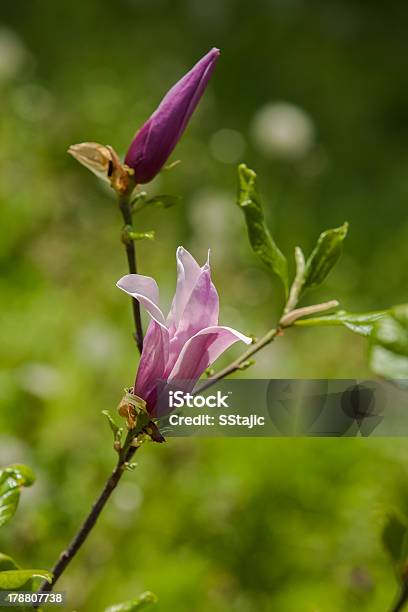 Fioritura Primaverile Di Un Albero Di Magnolia - Fotografie stock e altre immagini di Ambientazione esterna - Ambientazione esterna, Bellezza naturale, Bocciolo