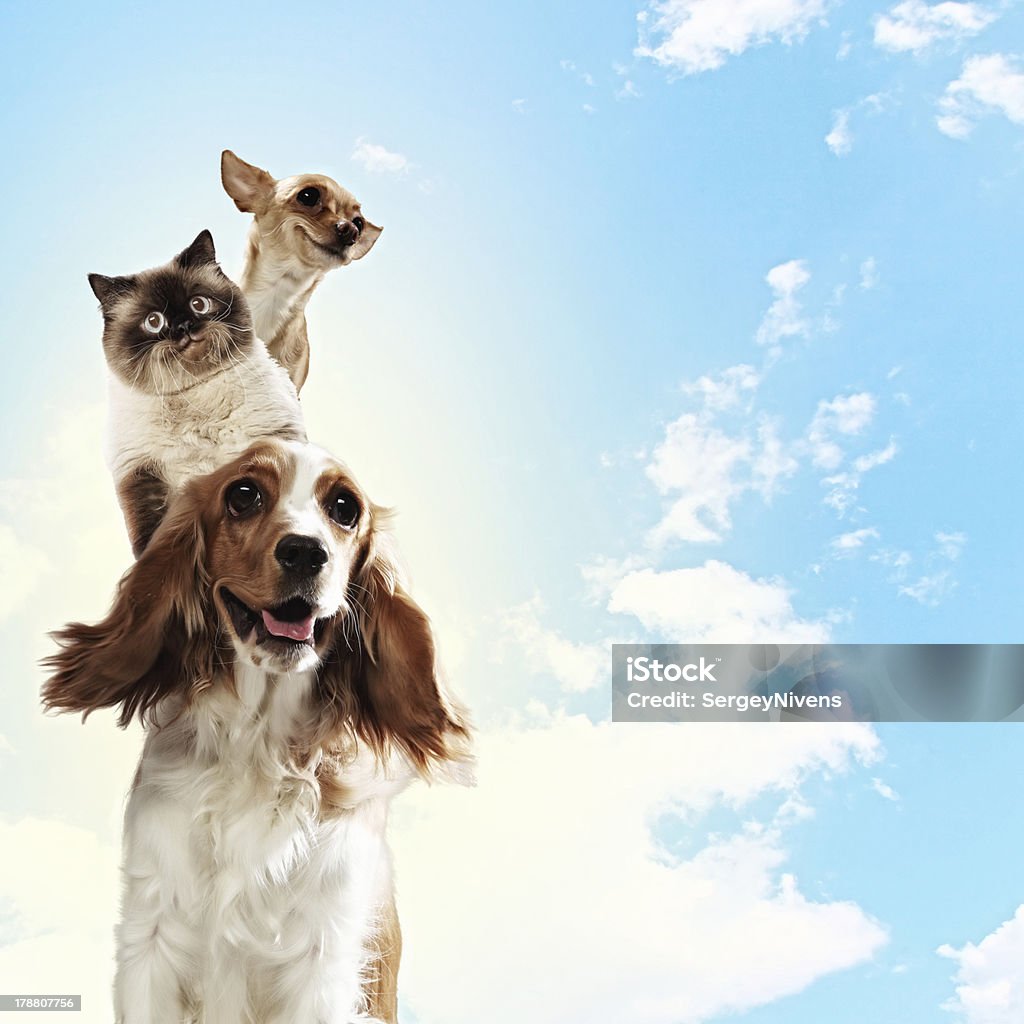 Three home pets Three home pets next to each other on a light background. funny collage Adult Stock Photo