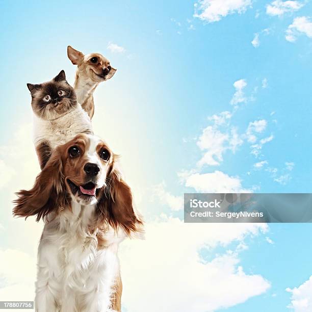 Three Home Pets Stock Photo - Download Image Now - Adult, Animal, Animal Body Part