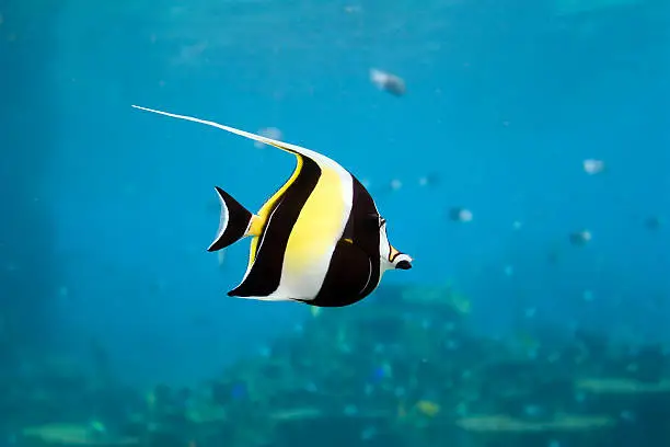 Moorish Idol (Zanclus cornutus) the type of fish known as Gill in Finding Nemo.
