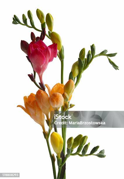 Red And Orange Flowers Of Fresia Stock Photo - Download Image Now -  Blossom, Bouquet, Color Image - iStock