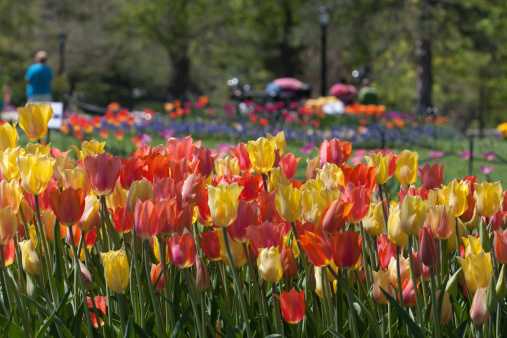 Tulips in full bloom in Washington Park, Albany, NY.