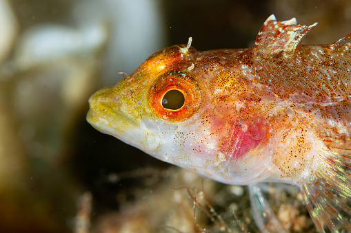 Dive into the enchanting world beneath the waves and discover the captivating elegance of a blenny as it navigates its underwater realm. Witness the beauty of marine life in this subaquatic marvel.