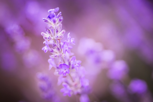 Lavender blooms in autumn after flowering. Lavender flower plan in the field during the harvest period for processing and essential oil. Summer background