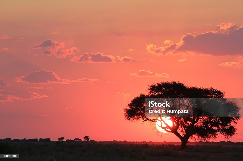 해질�녘까지 아프리카발-레드 반짝이는 황금빛 상상 - 로열티 프리 감정 스톡 사진