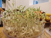 Mungo bean sprouts in the bowl in the kitchen - detail.