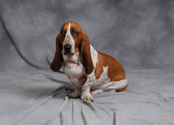 istock Lilly the Basset Hound 178810703