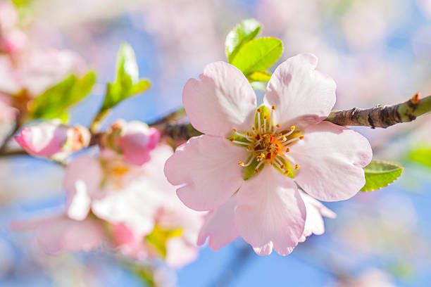 istock Almond flowers 178810922