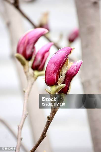 Flores Cor De Rosa - Fotografias de stock e mais imagens de Botão - Estágio de flora - Botão - Estágio de flora, Caraterística da planta, Cor de rosa